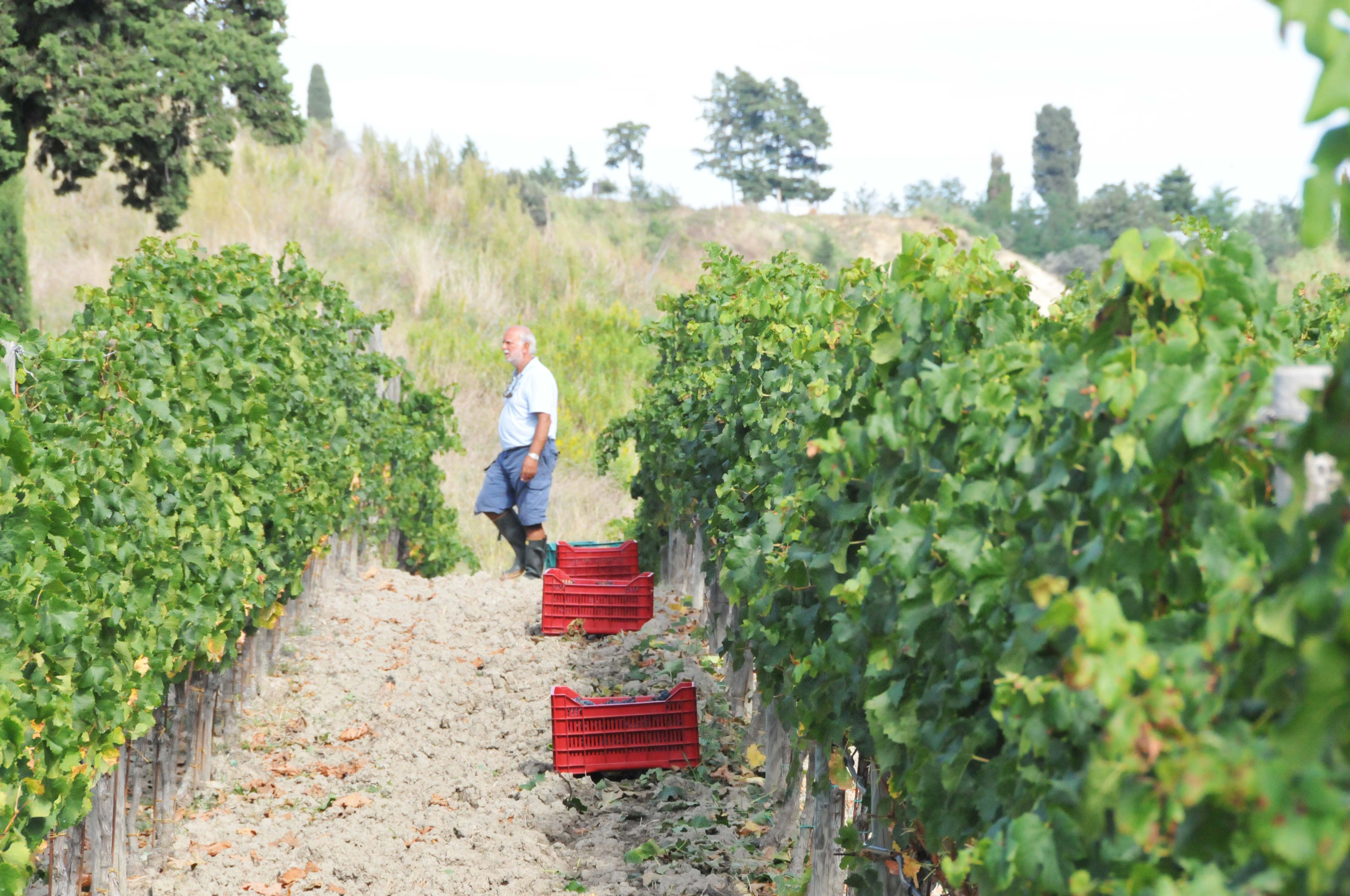 Genuino del Duca vendemmia a Podere Marcampo